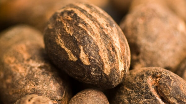Shea Nuts