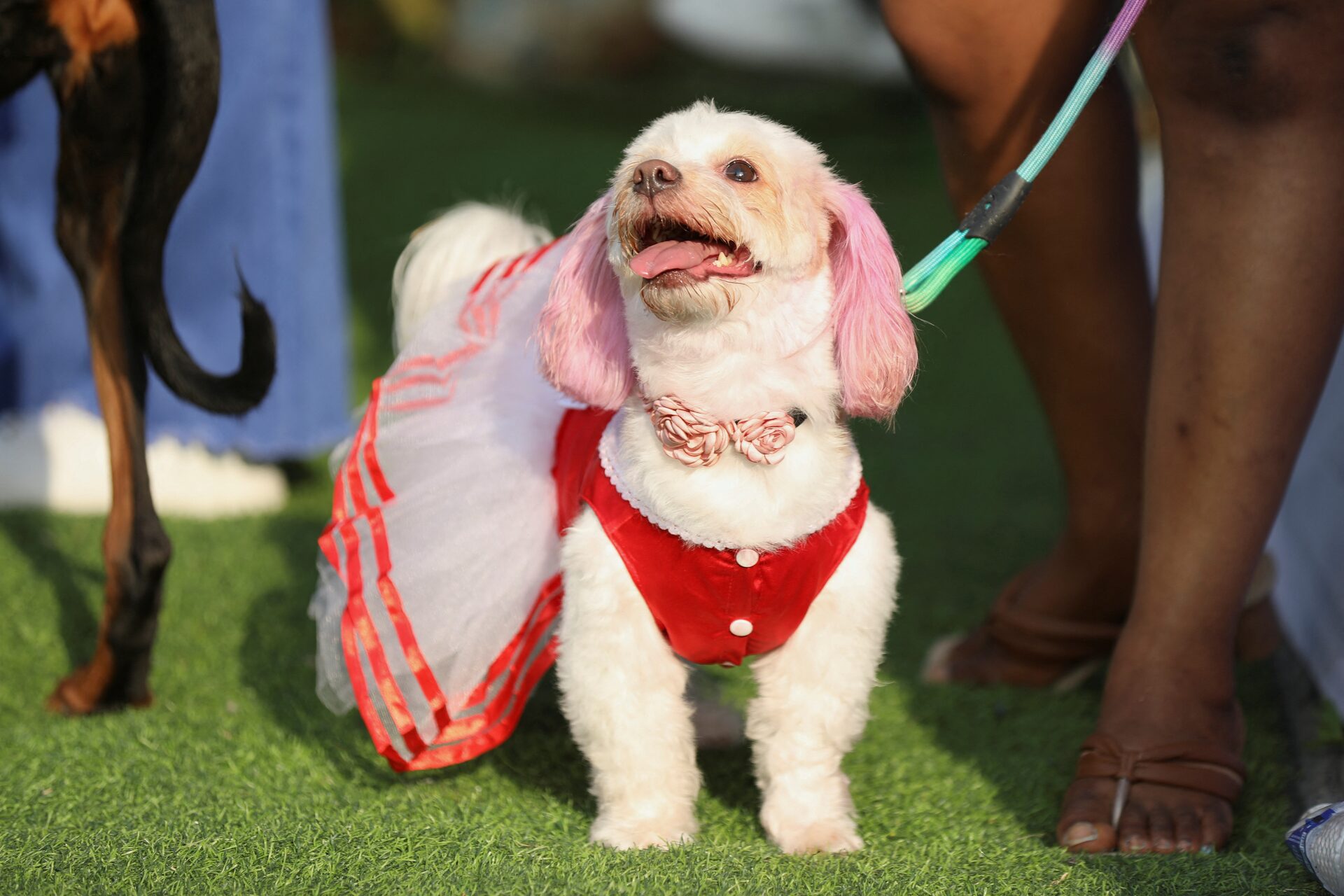 Lagos Dog Carnival showcases canine culture and national pride