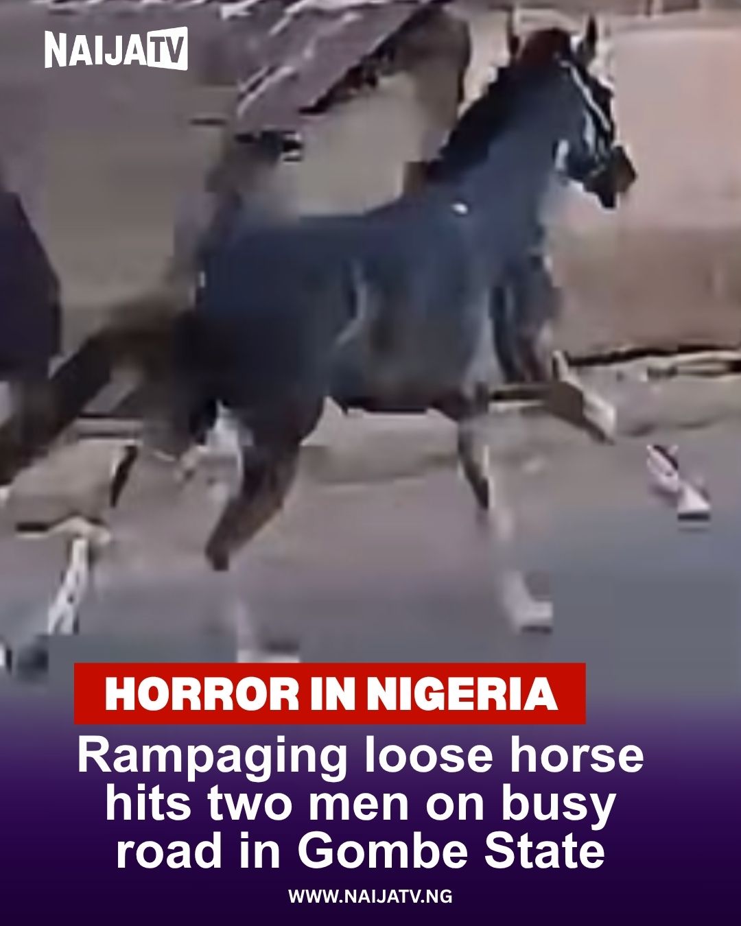 Video shows horse rampage on road in Gombe State; two injured